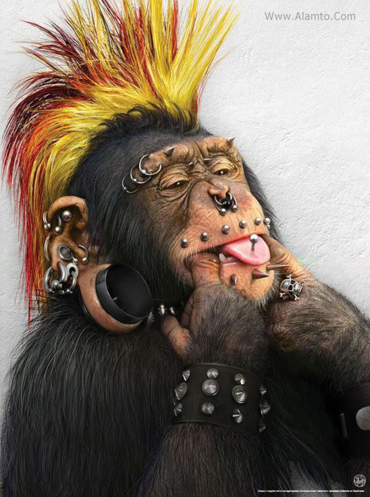 عکس میمون های فشن فوق العاده خنده دار