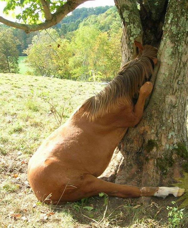 عکس های جالب و خنده دار از حیوانات کنجکاو | www.Alamto.Com