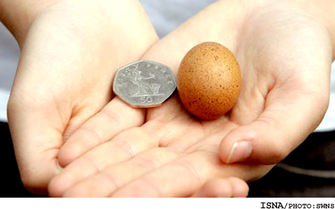 کوچک ترین تخم مرغ جهان!! + عکس