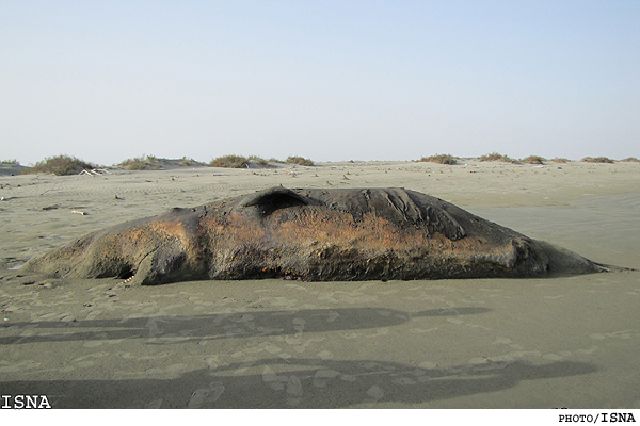 مرگ نهنگ ‌٢٠ تنی در اثر برخورد با موتور کشتی (تصویری)