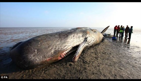 عکس: جسد نهنگ ۱۴ متری در ساحل | www.Alamto.Com