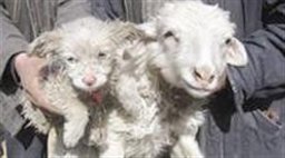 گوسفندی که سگ به دنیا آورد!!! (+عکس)