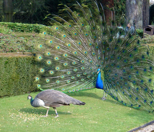 لباس عروس چینی ساخته شده از  3000 پر طاووس