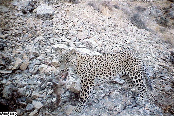 عکس پلنگ ایرانی