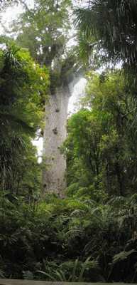 عکس درخت Kauri