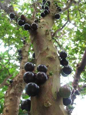 عکس درخت Jabuticaba