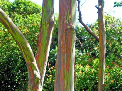 عکس درخت Rainbow Eucalyptus