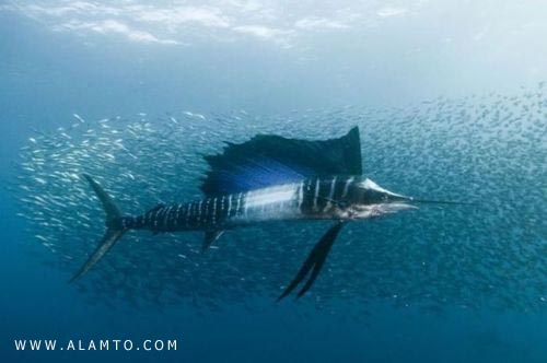 سریعترین ماهی جهان را بشناسید + عکس