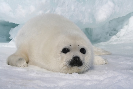 10 حیوان کمیاب که در قطب شمال زندگی میکنند/تصاویر