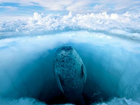 10 حیوان کمیاب که در قطب شمال زندگی میکنند/تصاویر