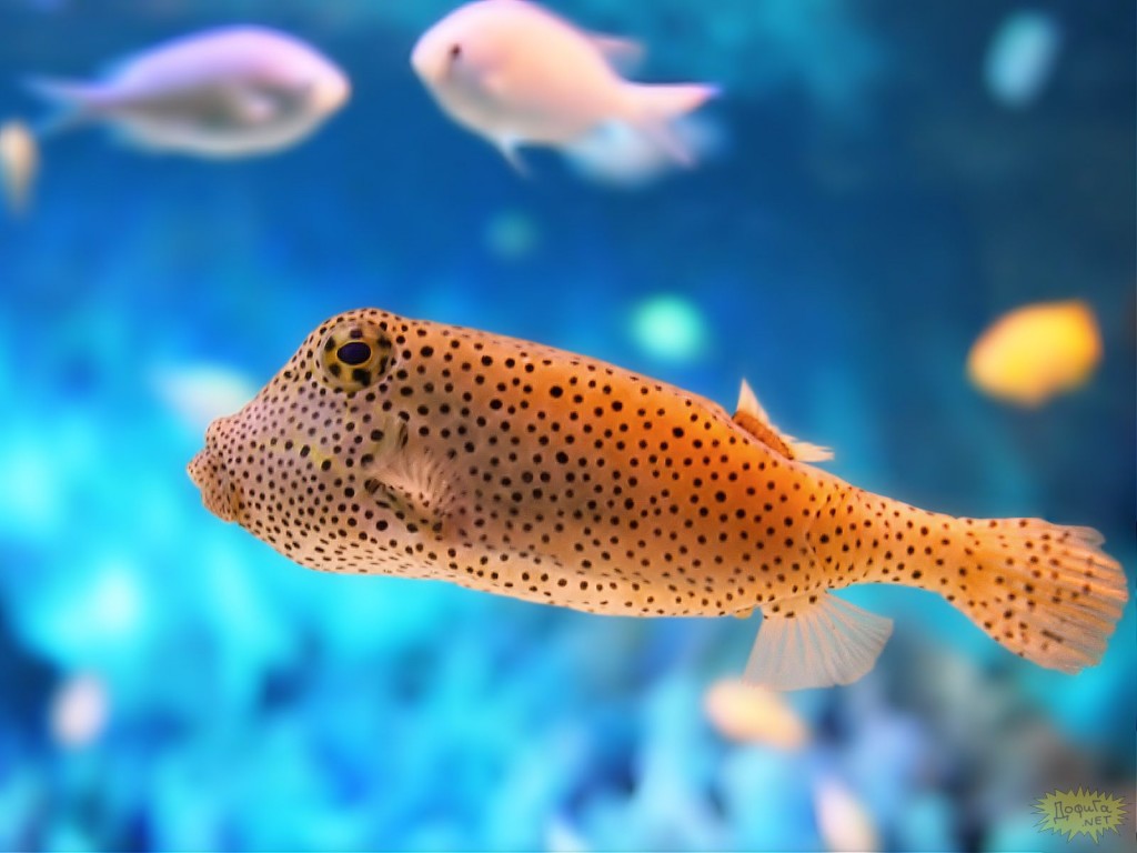 عکس ماهی زینتی