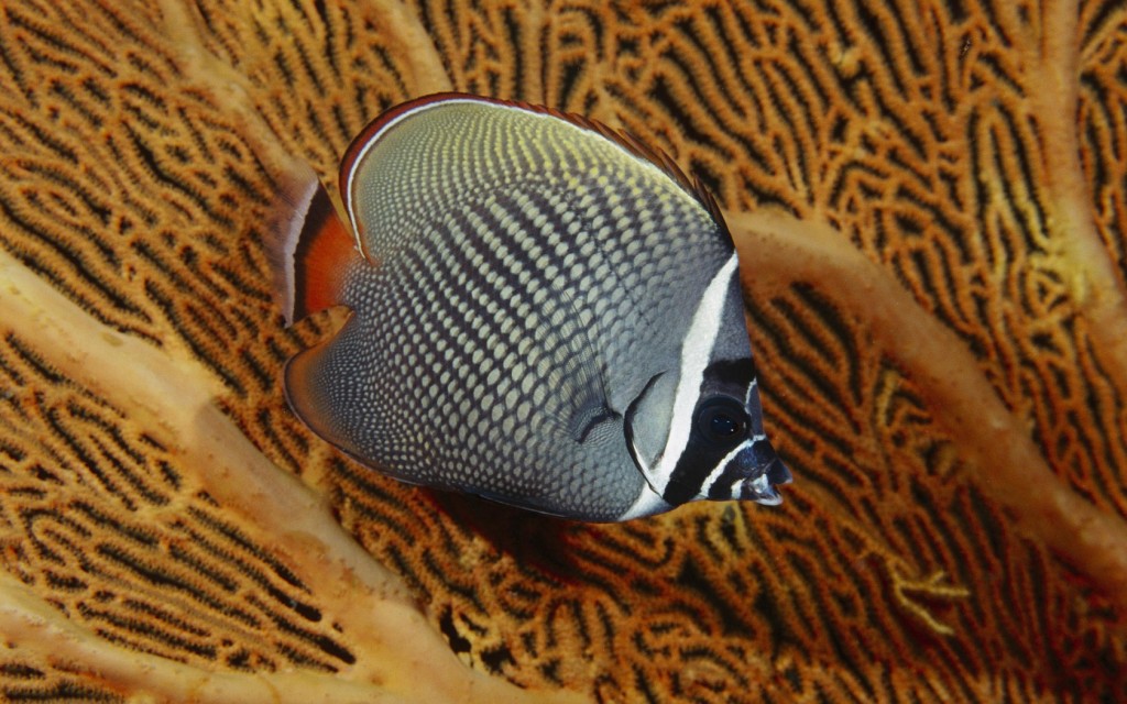 عکسای دیدنی از ماهیای زینتی و آکواریومی