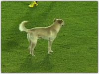 ورود سگ به زمین فوتبال